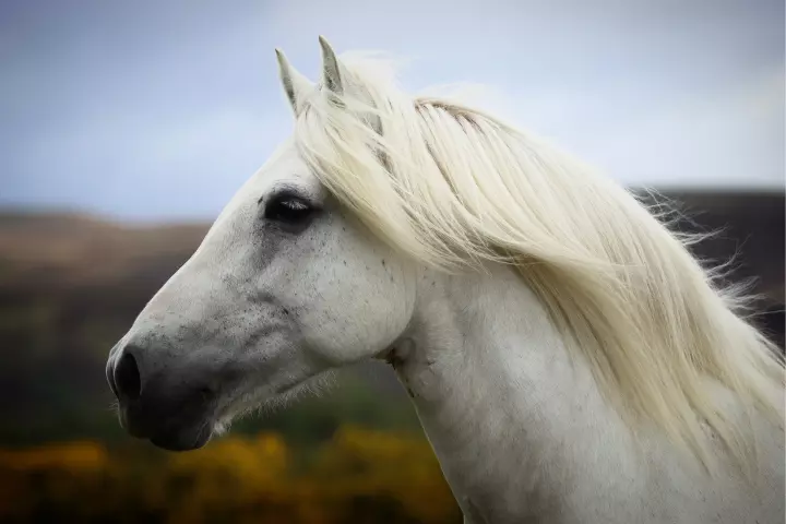 startup ponies